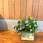 寄せ植え
2,400yen(taxin)